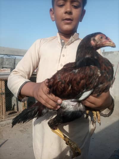 aseel pathay for sale