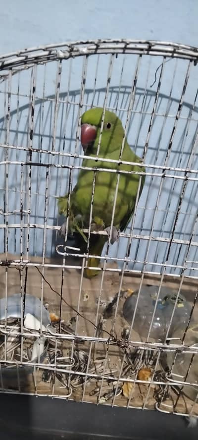 raw parrot for donate