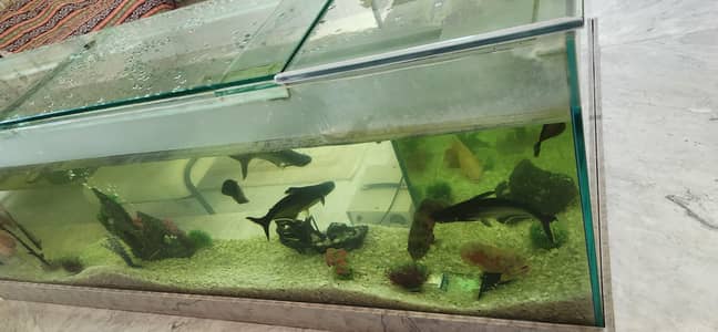 Aquarium fish aquarium