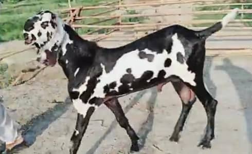 desi Bakra for sale WhatsApp/03274970754)