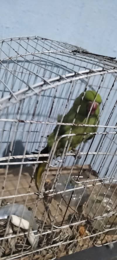 raw parrot for sale