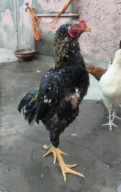 Mianwali Aseel Patha