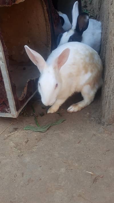 rabbit for sale