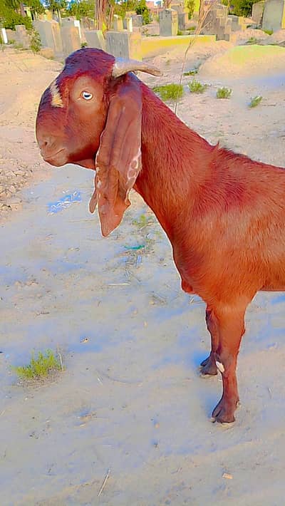Desi Bakra for qurbani