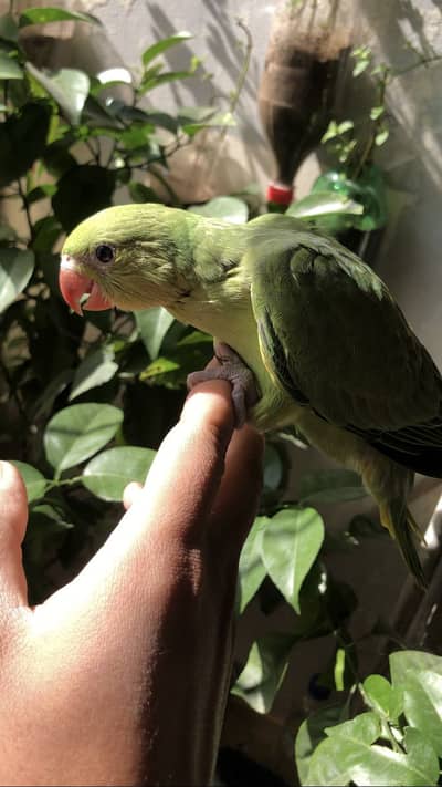 Parrot Chick