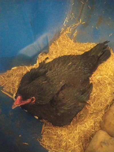 |aseel|female| kurak hen |