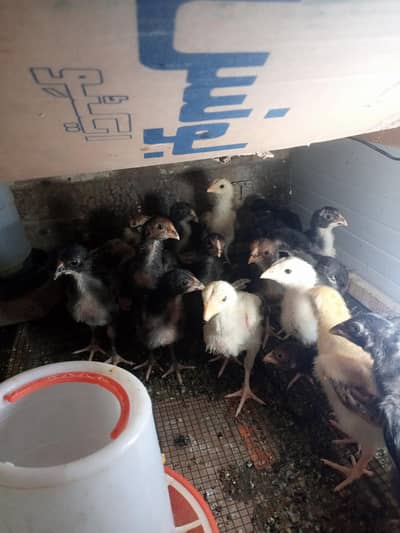 aseel chicks for sale Whatsapp number 03254740462