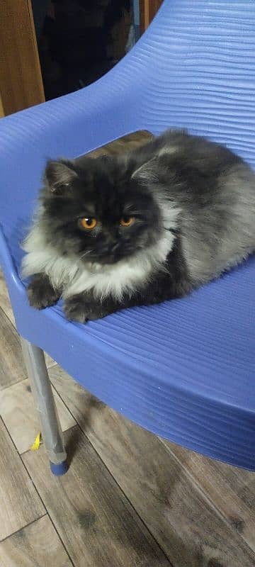 cash on delivery Persian Cats & Kittens Available — Healthy & Playful