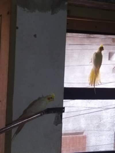 cockatiel