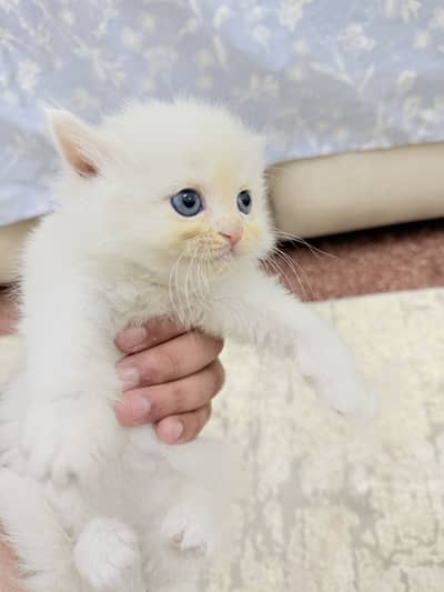 Persian triple coated kittens
