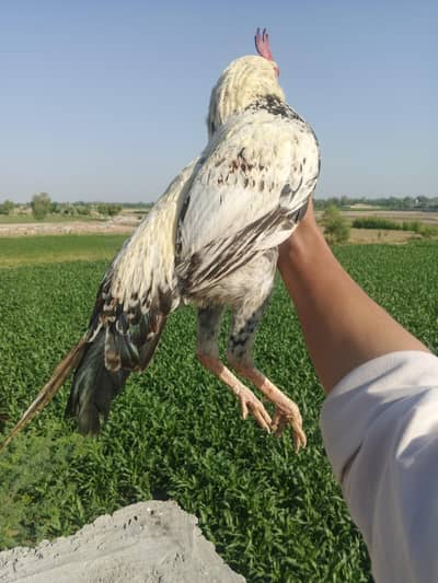 Aseel murgi murga available