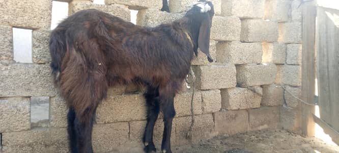 Healthy Bakra for Sale – Qurbani Ready