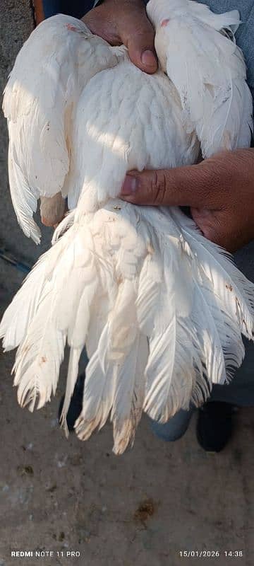 parrot big murga far sal My WhatsApp number 0348=58=36=842=