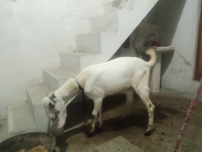 Qurbani ke liye bakra available ha