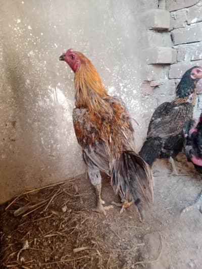 Pakoye chicks Imported