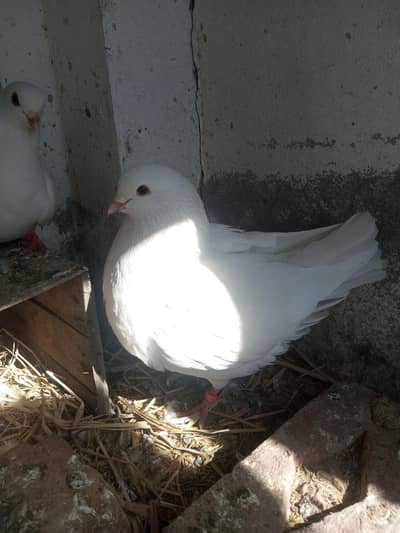 King Pigeon | breeder pairs | Jumbo size | Per Pair