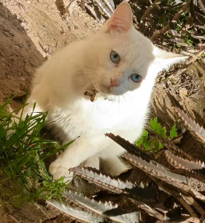 Beautiful White cats for Sale | female cat is on heat