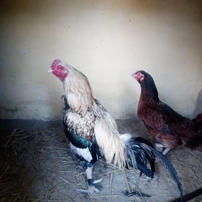 03215433768 aseel hens best quality young pair
