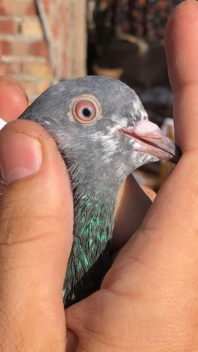 mian nazeer sab Wala pathi patha for sale