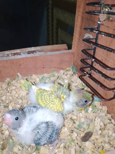 0327-0277654/hogo/cocktail/parrot/love bird/cage/Australian/bajri/tame