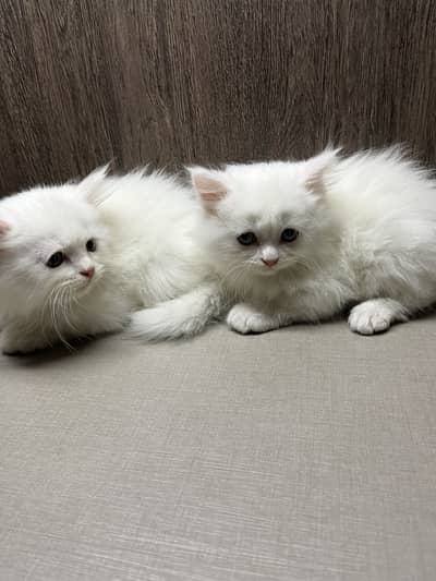 Persian Kittens