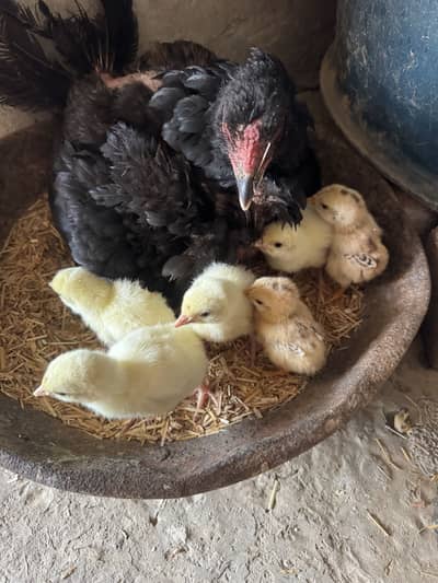 Turkey and chakoor fertilizer eggs available