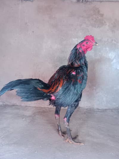 pakoya burmi patha pakoey female