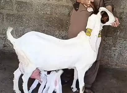 Gulabi Bakri For Sale ( گلابی بکری بچوں والی  )