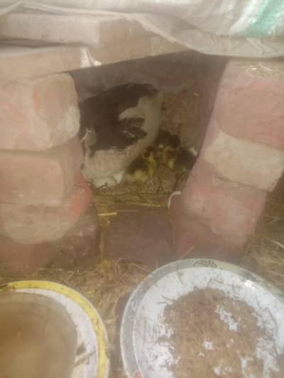 Ducks chick