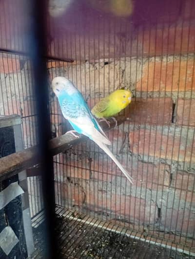 Budgies (Australian) Parrots 0322-5296432