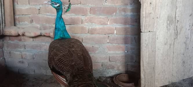 indian male and pied female for sale new breeder pair ha