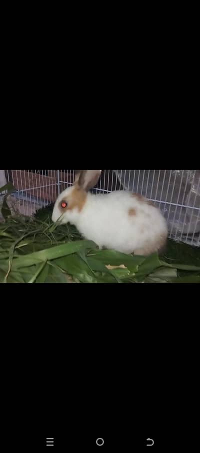 Bunny For Sale