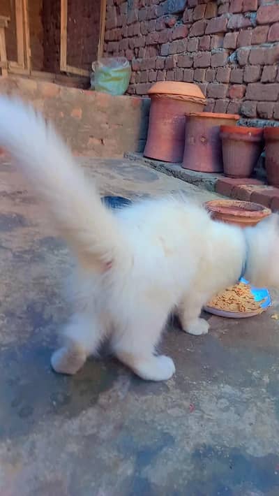 Persian Male Bule Eyes Kitten for Sale
