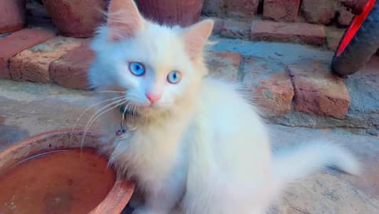 Persian Male Bule Eyes Kitten for Sale