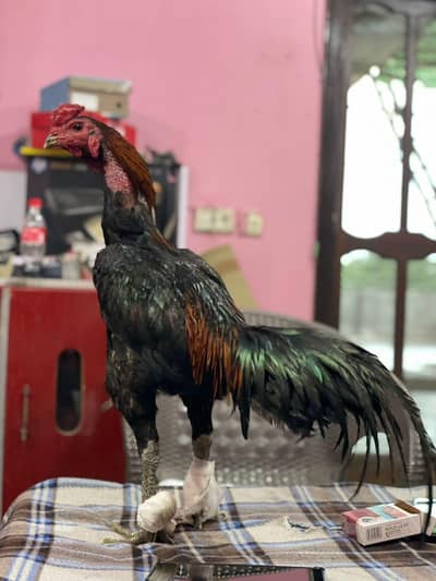 Thai Pakoye/Pakoya Trad Pattha