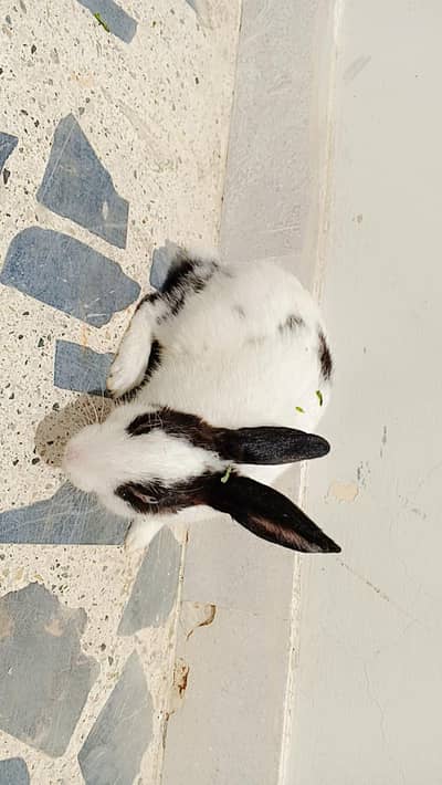 Adult Rabbit
