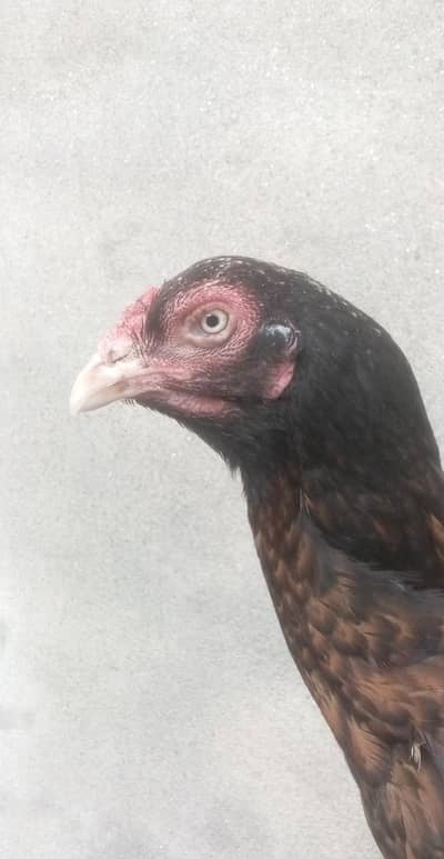 Quality Aseel Shajri Laakhi Madi. WhatsApp #03302061983