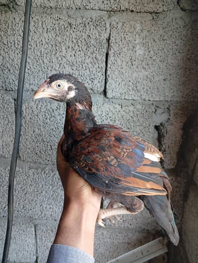 aseel chick / amroha aseel / pure amroha breed