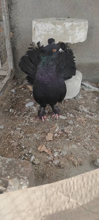 breeder Nur for sale