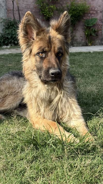 German shepherd long coat female