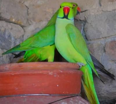 Ringneck Pairs Chicks and Plumhead