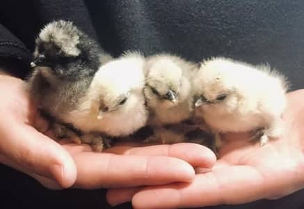 silkie and Sebright chicks available