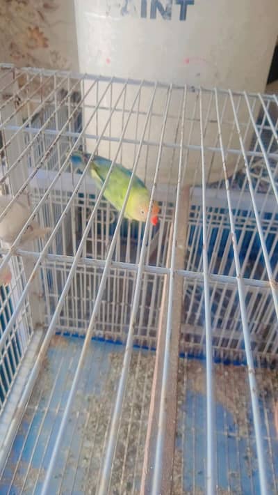 Lovebirds for rehome