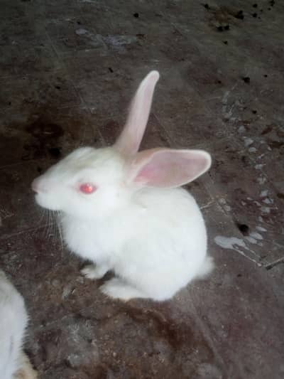 Joray White aur brown White pair 1200 ka aur brown pair 1500 ka