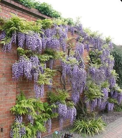 اعجاز نرسری فارم میں ہر قسم کے پھلدار درخت  فروٹ والے پودے 0