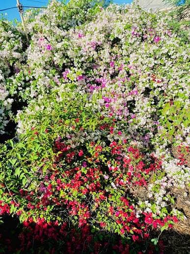 اعجاز نرسری فارم میں ہر قسم کے پھلدار درخت  فروٹ والے پودے 1