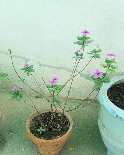 اعجاز نرسری فارم میں ہر قسم کے پھلدار درخت  فروٹ والے پودے 2