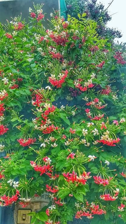 اعجاز نرسری فارم میں ہر قسم کے پھلدار درخت  فروٹ والے پودے 3