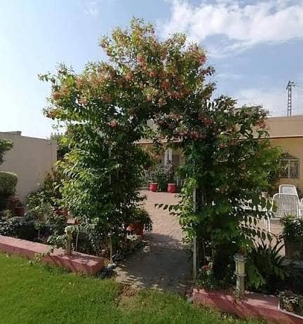 اعجاز نرسری فارم میں ہر قسم کے پھلدار درخت  فروٹ والے پودے 4