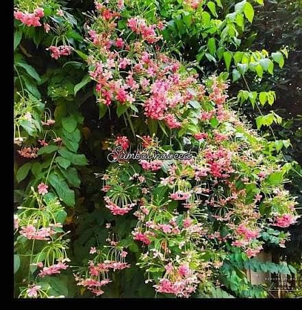 اعجاز نرسری فارم میں ہر قسم کے پھلدار درخت  فروٹ والے پودے 5